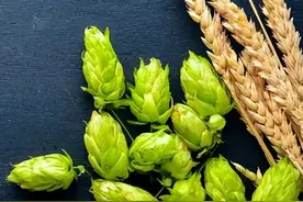 画龙点睛的——啤酒花图片