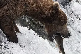 生存的较量——《棕熊抓鱼集锦》图片