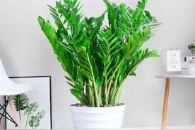 5种“护宅树”，适合摆放在客厅，守家保平安，吉利又旺家图片