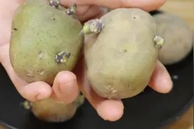 土豆发芽别扔，可惜好多人不知道，吃错等于吃毒，涨知识了图片