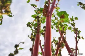 长得像竹竿，做臭豆腐不错，做腌菜也是一绝，好吃又下饭图片
