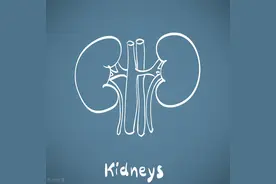 什么是多囊肾病？多囊肾病的病因图片