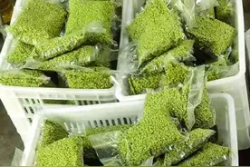 小麦加工新思路：青麦仁加工技术图片