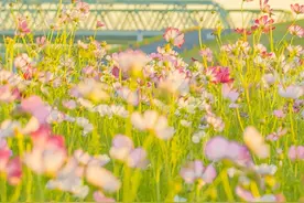 期待下一次重逢的唯美句子图片