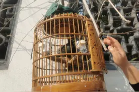 #苏州头条#偶遇15岁的八哥，偶遇一段用爱成就的生命奇迹图片