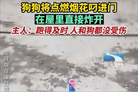 狗狗能有什么坏心思，叼起点燃的爆竹就往屋里跑，室内烟花格外靓图片