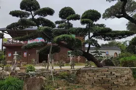 基金项目：罗汉松栽培与园林应用图片