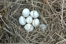 上山捡到6枚野鸡蛋，回家孵化成“凤凰”，竟是“牢底坐穿鸟”？图片