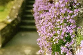 最美花墙，醉了生活图片