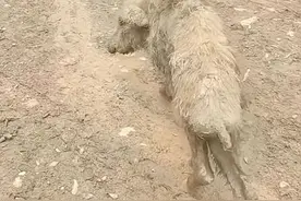 猪瘦成羊羔！湖南一只白猪遭遇猎人的套，被困山中半个月瘦骨嶙峋图片