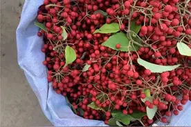 山桐子油：保健食品“潜力股”图片