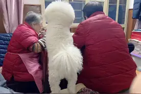 我通过远方的摄像头，看着89岁独居的爷爷去世了图片