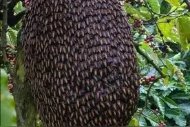 悲剧！缅北贵慨男子爬树摘蜂巢，没想到从树上摔下后死亡图片