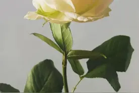 5位画家笔下不同风格的玫瑰花作品图片