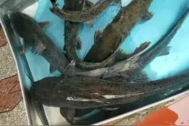 只因好吃，广西“芝麻剑”被吃成二级保护鱼类！曾卖到200一斤图片
