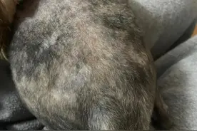 冬天的无毛猫，被冻得长毛，吓坏了铲屎官...图片