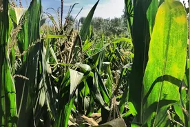 湖北捕蛇人被“追踪”5年，死后坟墓变蛇窝，蛇难道真的记仇？图片