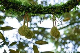 中国试种榴莲成功，泰出口面临挑战图片