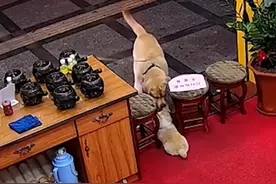 广东一小狗被过路金毛撕咬拖拽4米多，主人：联系不上金毛主人图片