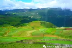 广西藤县六练山发现千年“茶仙树”图片