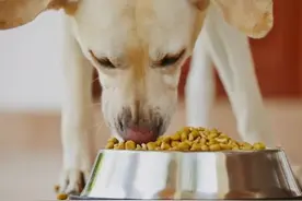 家里有养狗狗，注意事项都有什么，主人们知道吗？图片