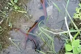 田地里的小河沟，竟然有这种怪鱼，听村里的人说是二级保护类型图片