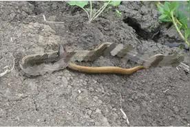 蛇不敢吃黄鳝？黄鳝有什么秘密武器，能让蛇害怕？图片