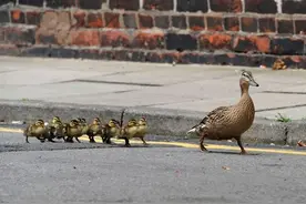 再等几秒钟不行吗？面包车司机碾压小鸭子引发众怒，警方介入调查图片