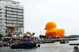 世界最大橡皮鸭亮相多伦多湖滨节图片