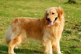 四川小伙救下重伤金毛,1年后女友意外失踪,金毛报恩引出离奇真相图片