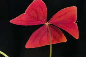 手机拍纯黑背景，你会吗，4步就能搞定图片