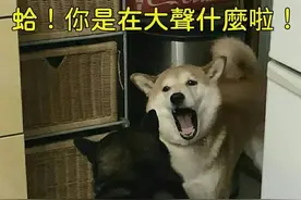 偷偷告诉你，狗狗这些行为是在报恩，别不信图片