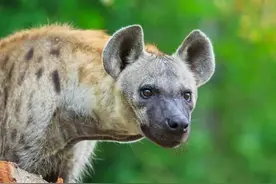 非洲二哥鬣狗，不怕狮子，却怕非洲人？非洲人是怎么对它的？图片