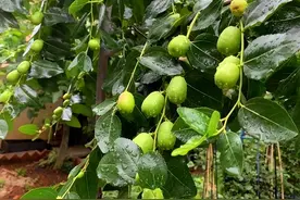 院里种点软枣猕猴桃果树，一公一母成对养，结果更多，还能当盆景图片