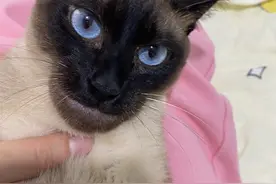 猫咪摔倒在地，小脸肿成车座子…网友：不许笑，我先骑走了图片