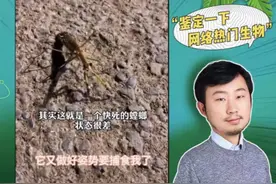 靠表情包和奥运冠军互动，“狐主任”无穷小亮这次彻底火出圈了图片