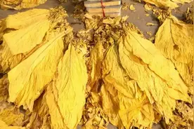 【检察官以案释法】擅自跨区域出售自家烟叶，可能构成非法经营罪图片