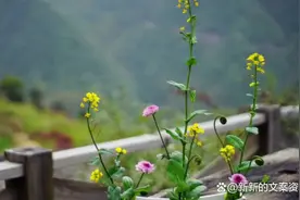 记录美好生活的朋友圈短句说说，享受生活很治愈的唯美语录文案图片