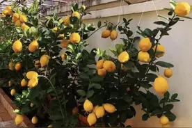 香水柠檬不苦不涩又好养，在家养一棵，轻松实现柠檬自由图片