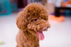 你摸泰迪的头，在它眼里意味着这些，很多宠主不知道图片