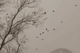 琵琶行，全文欣赏图片