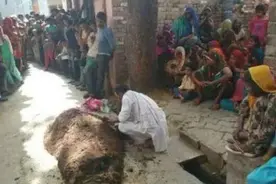 印度这个国家发生的一些古怪“奇葩”新闻图片