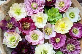 喜欢养花，先戒掉“三习惯”，否则啥花也养不好，看看你占了几个图片