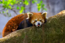 【闽山闽水物华新】盘点福建几个著名动物园！神奇动物都在这里！图片