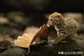 捧在手心的锈斑豹猫，卖萌是表象，逮松鼠抓兔子，一顿要吃半斤肉图片