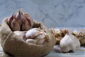 大蒜个大又饱满，蒜薹采收后，只要这三点做好就可以图片