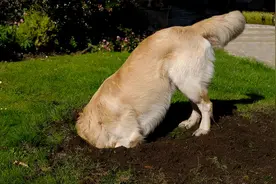 狗狗刨坑是要越狱？狗狗：你有点多想了图片