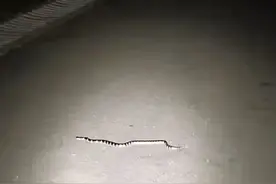 广西一公园多次出现剧毒银环蛇！是中国最毒的蛇，被咬了怎么办？图片