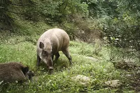 老人常说：猪能吃蛇，猪是蛇的克星，这是真的吗？有什么科学依据图片
