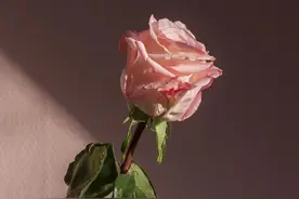 男女在暧昧期，有了如此表现，其实，已经爱上了对方图片